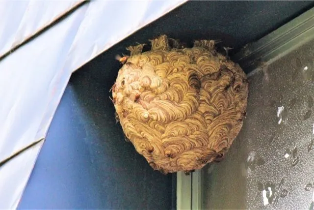 家の壁にある蜂の巣 - ネズミ駆除など害虫・害獣駆除なら東京のダイシン消毒有限会社へ