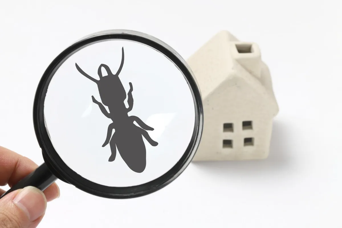 シロアリ駆除のご依頼は府中にある業者まで！家の模型と虫眼鏡で見るアリ
