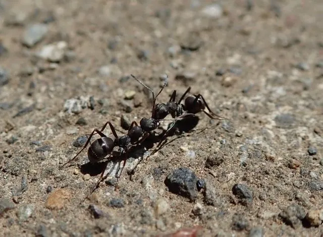 ぶつかる2匹のクロアリ
