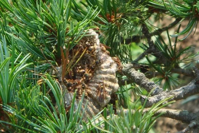 スズメバチの種類・生態や危険性・活動季節について
