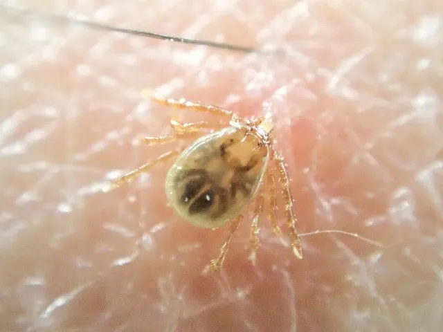 ダニ（成虫・幼虫）の種類と特徴・生態は？