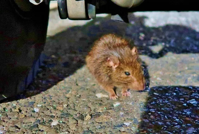 一戸建ての床下にも棲みつくネズミの習性