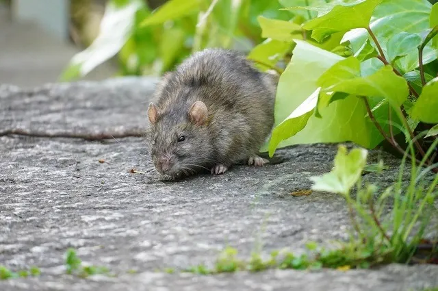 駆除・退治の前に！まずはネズミの特性を知ろう