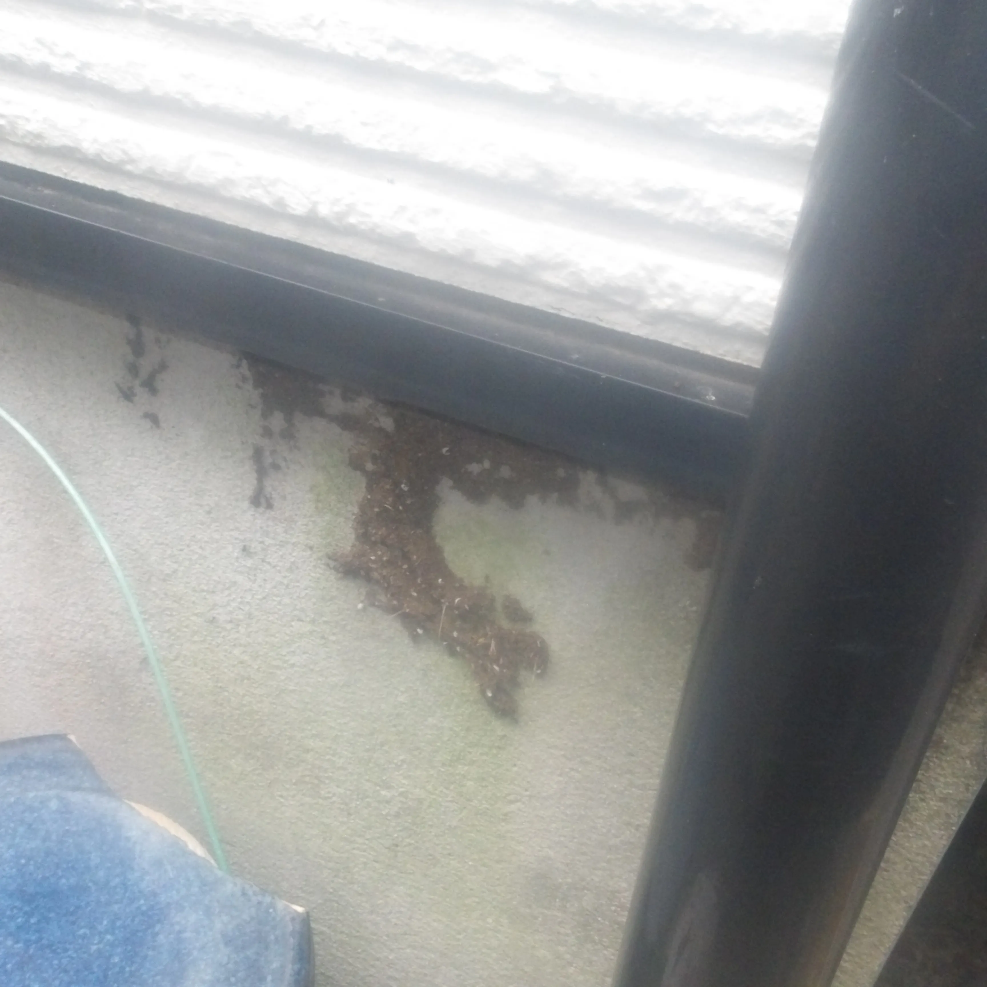 🐜【東京都日野市でクロアリの現地調査】
